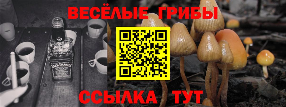 Псилоцибиновые грибы Cubensis  Вход с VPN  Владимир  Галлюциногенные грибы Cubensis 